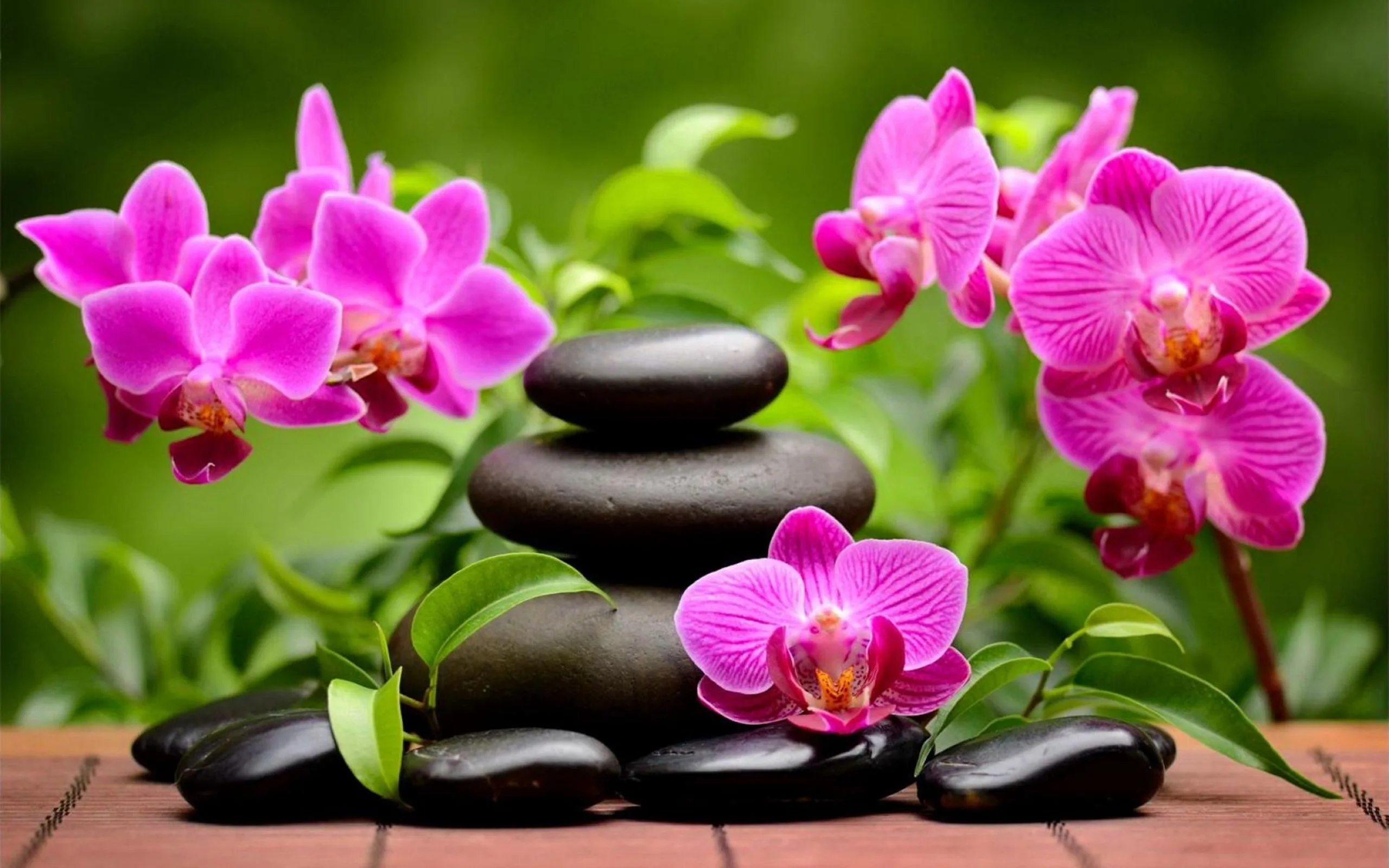 Orchid blossoms and stacked river stones — the Sakura Spa motif